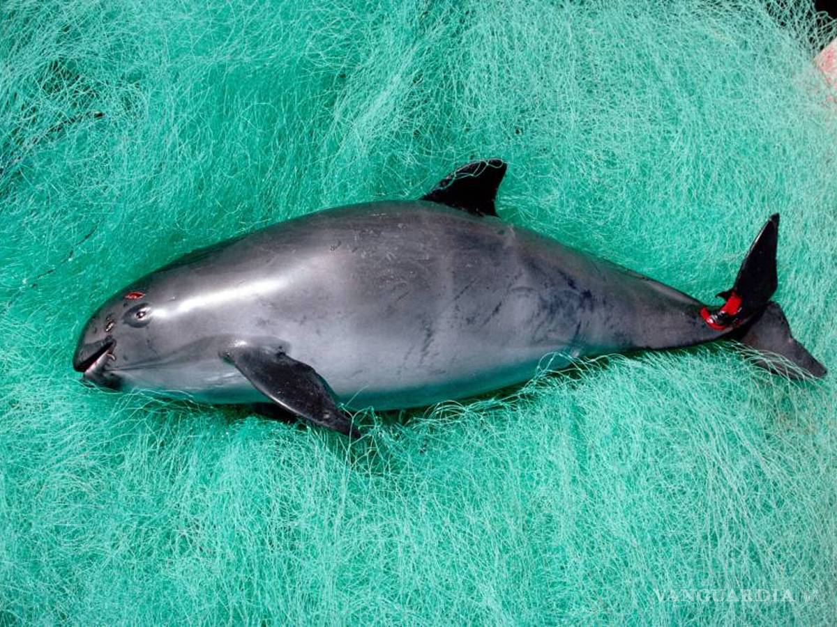 $!Desvían 7.2 millones de pesos destinados a protección de vaquita marina