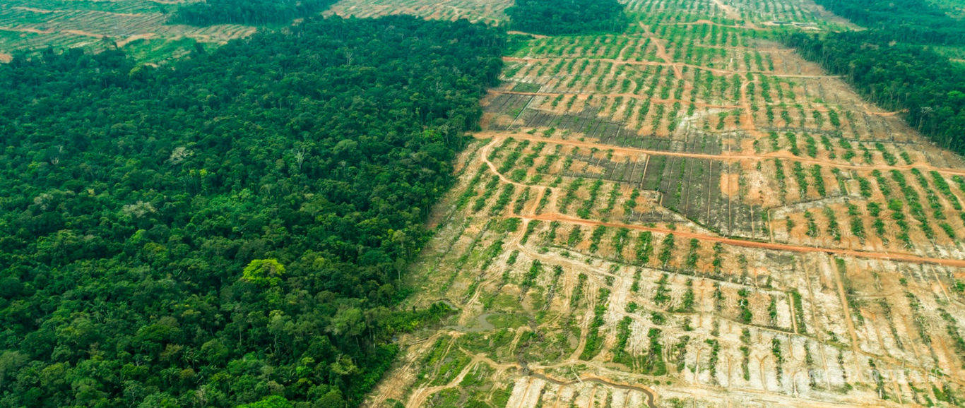 $!En México se perdieron 1.5 millones de hectáreas de bosques en 8 años