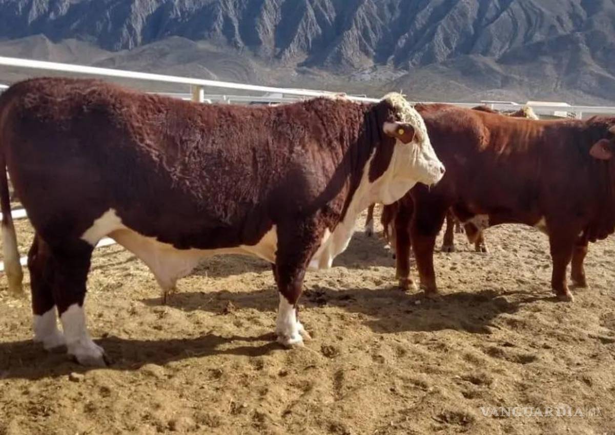 Descarta dirigencia ganadera de Coahuila sabotaje a la exportación: ‘nadie querría darse un tiro en el pie’