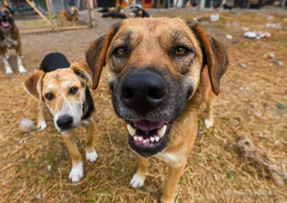 Carrera Perrona: Corazón Patitas invita a correr en apoyo de animales en Saltillo