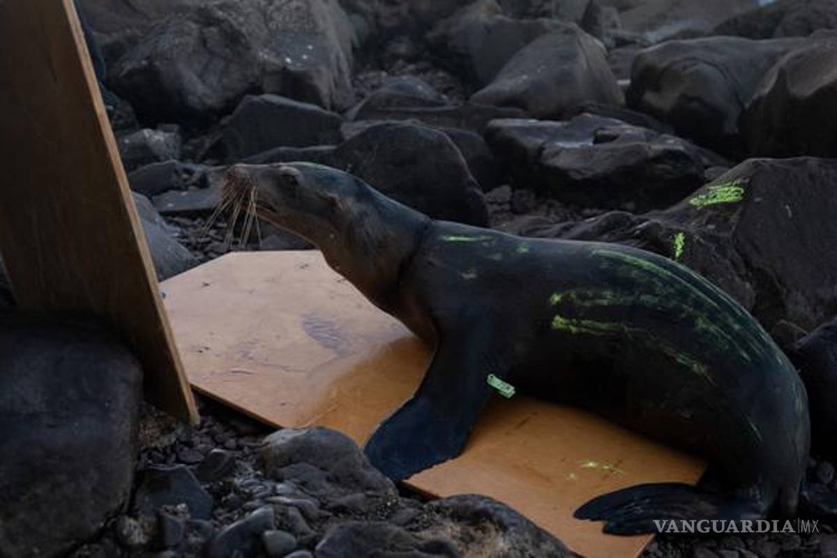 Profepa rescata a dos lobos marinos juveniles en Isla Consag, Baja California