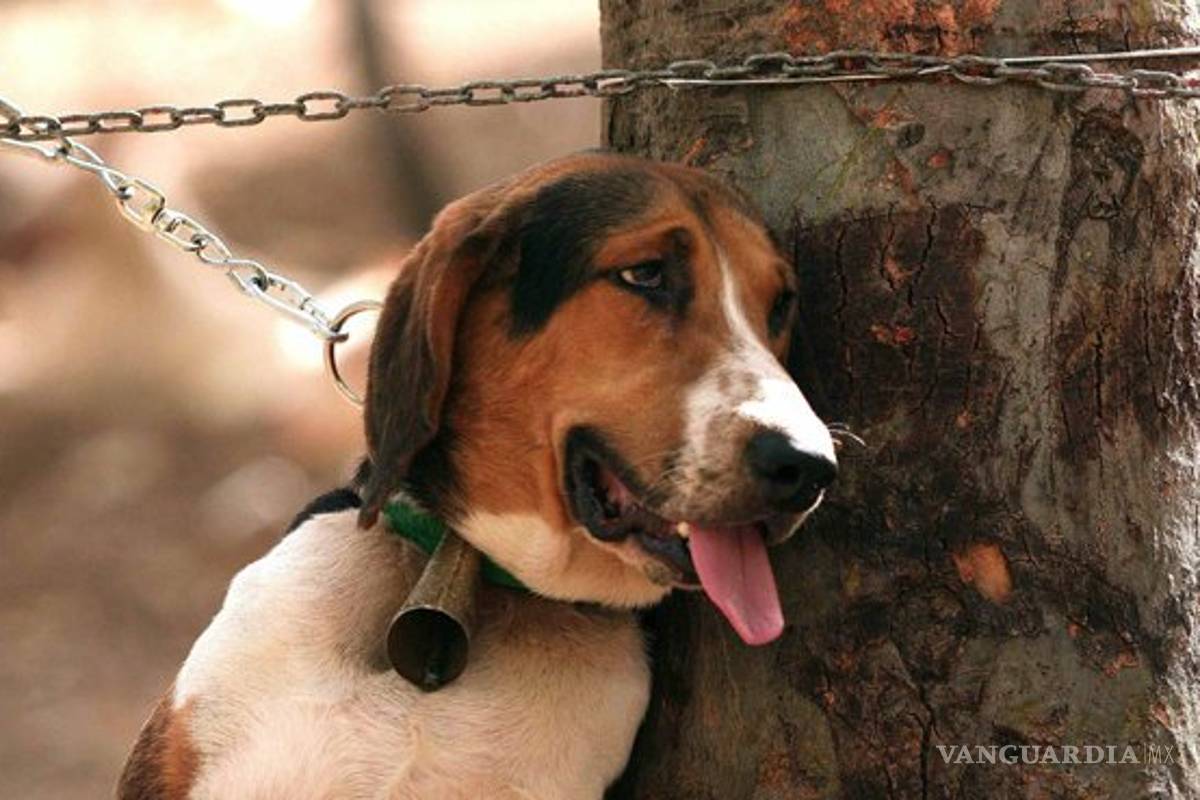 Morena propone castigar maltrato animal en México con hasta cinco años de prisión