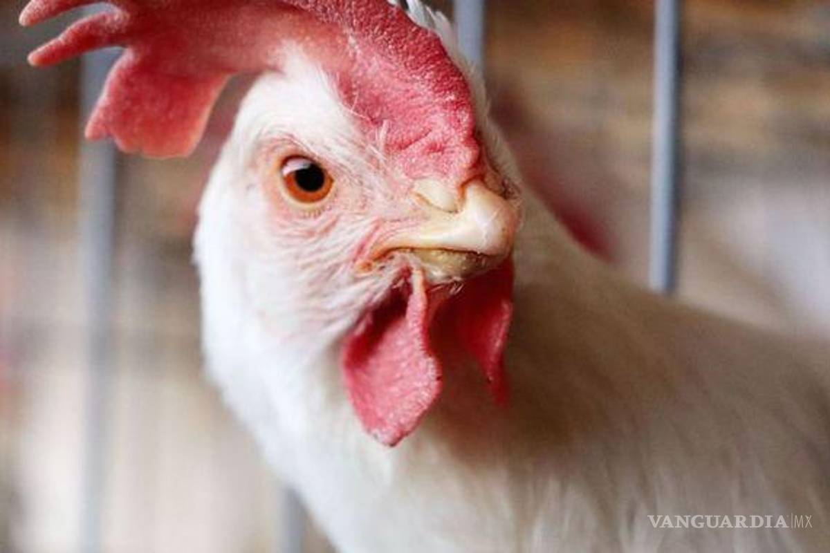 Confirman influenza aviar en granja de Marín, Nuevo León