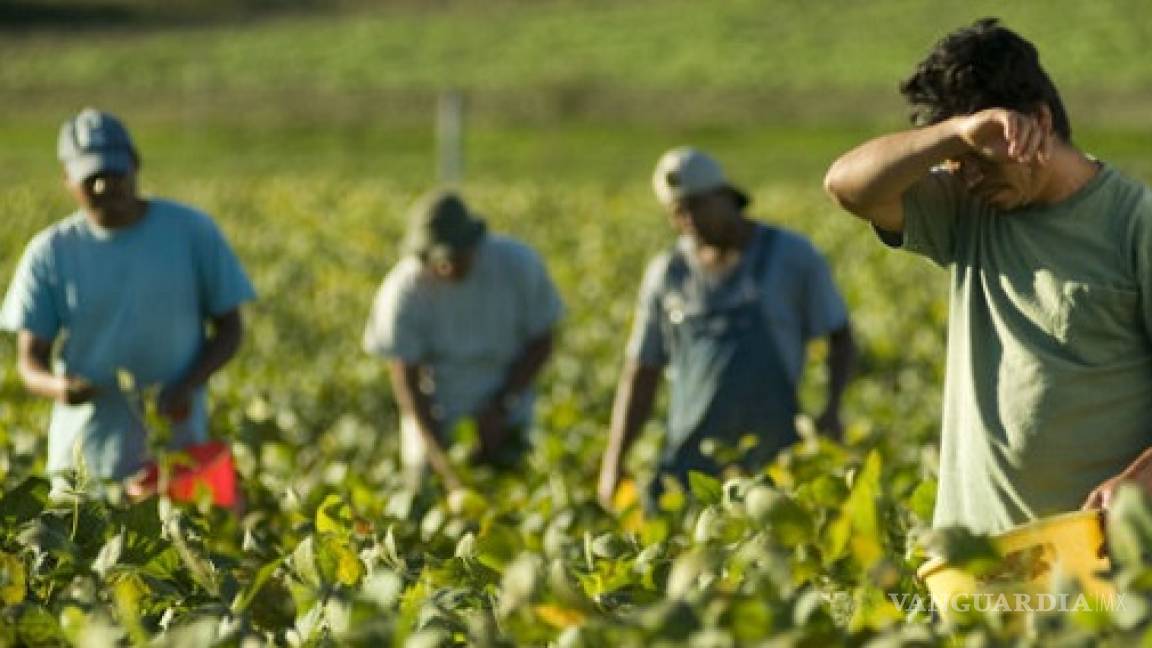Viajarán 600 jornaleros agrícolas mexicanos para laborar en Canadá