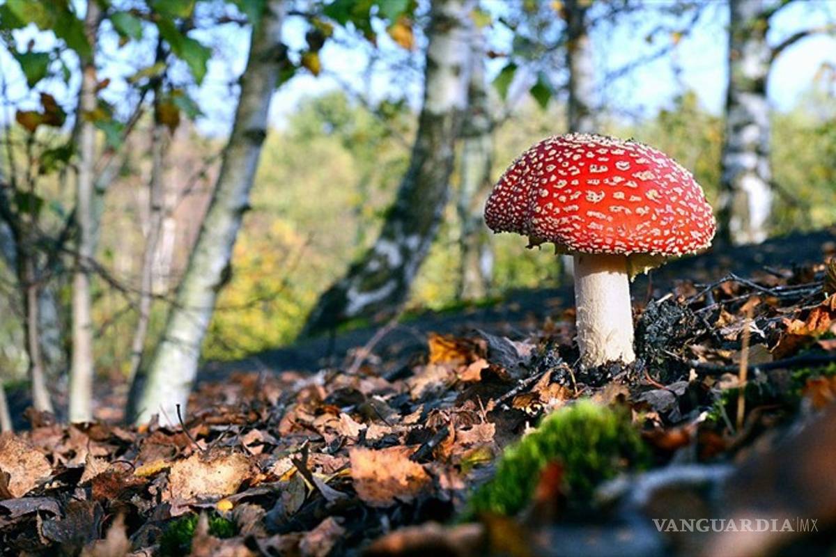 Ciudad de Estados Unidos pretende despenalizar comercio de hongos alucinógenos