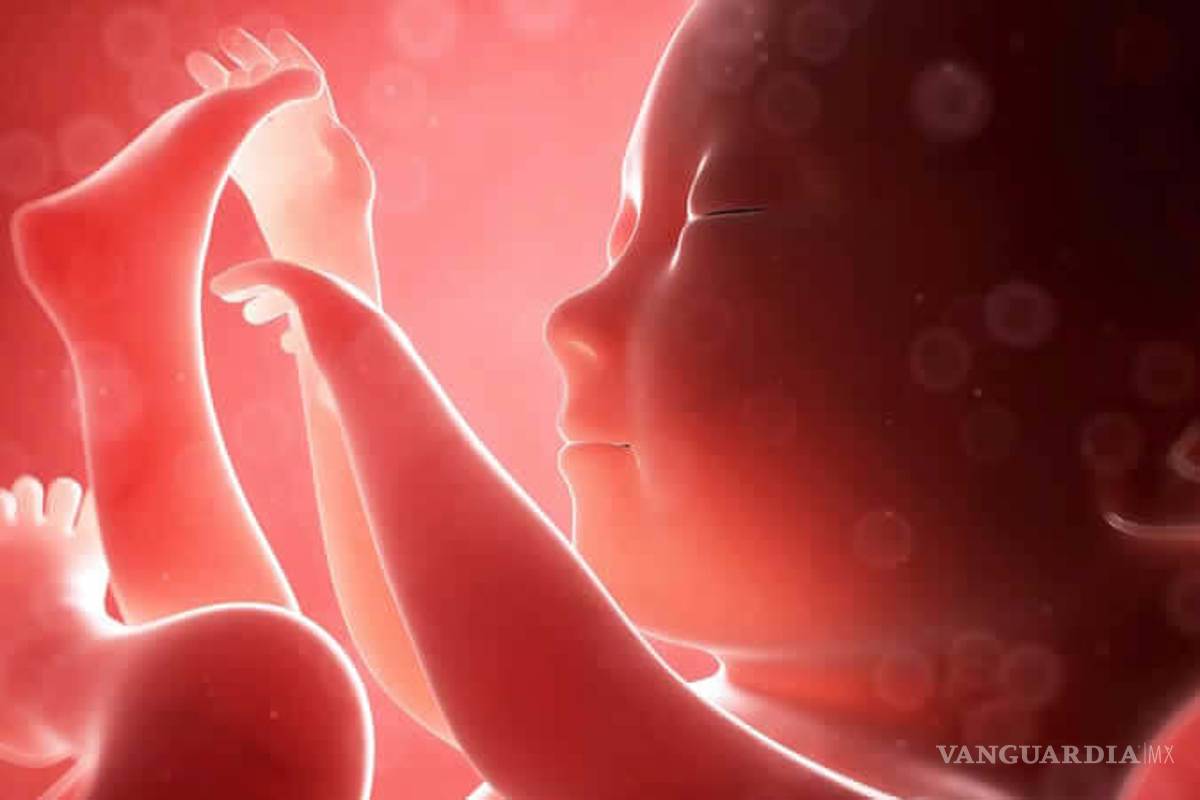 Crean vientre artificial fuera del cuerpo humano