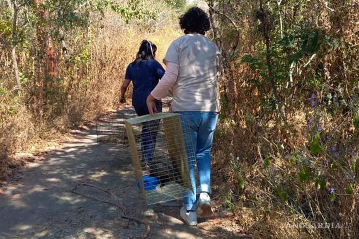 Profepa libera a 24 reptiles y tlacuaches que fueron rescatados en Morelos