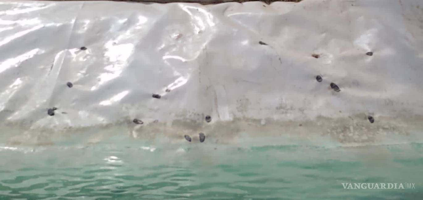 $!Los visitantes ocasionaron daños a las estructuras.