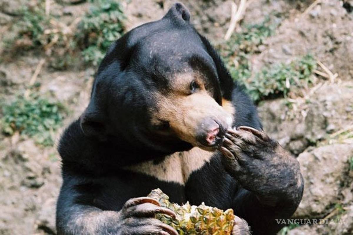 'Increíble'... Oso entra a comer tacos y refresco a residencia de San Pedro