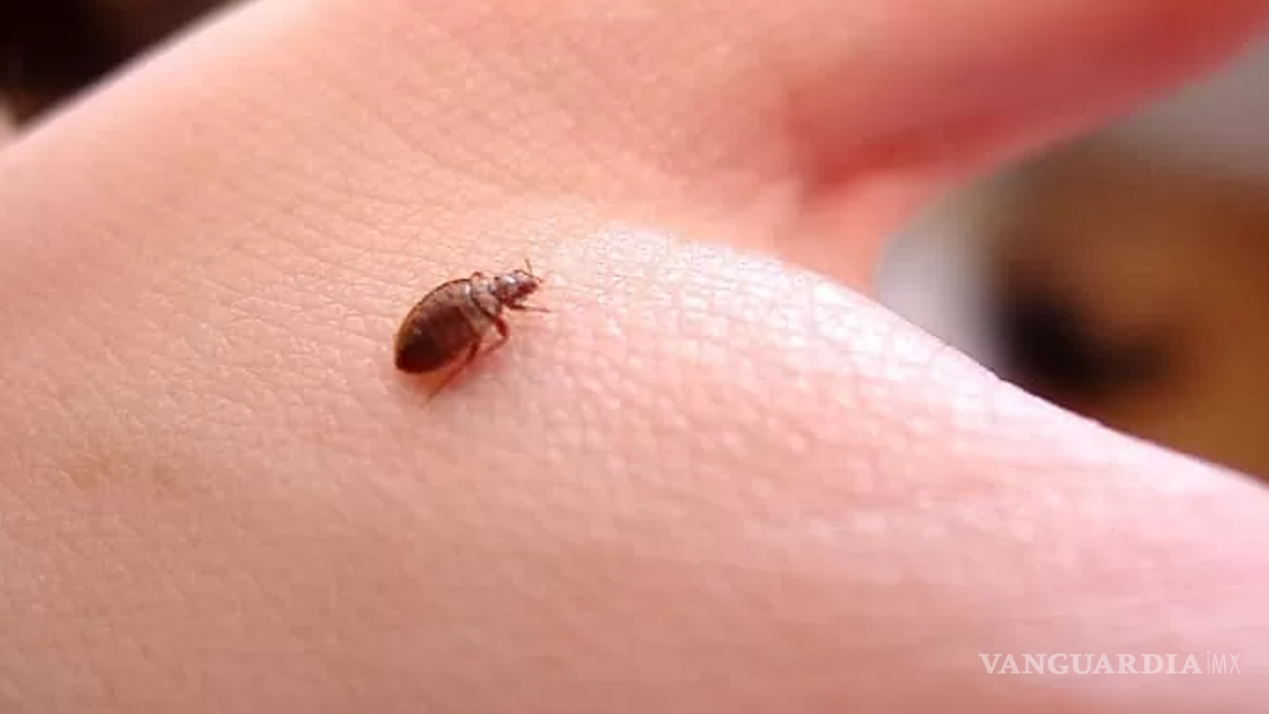 $!Lo primero que debemos saber es que existen diferentes razones por las que se está desarrollando esta plaga en México y en otros países de Europa.