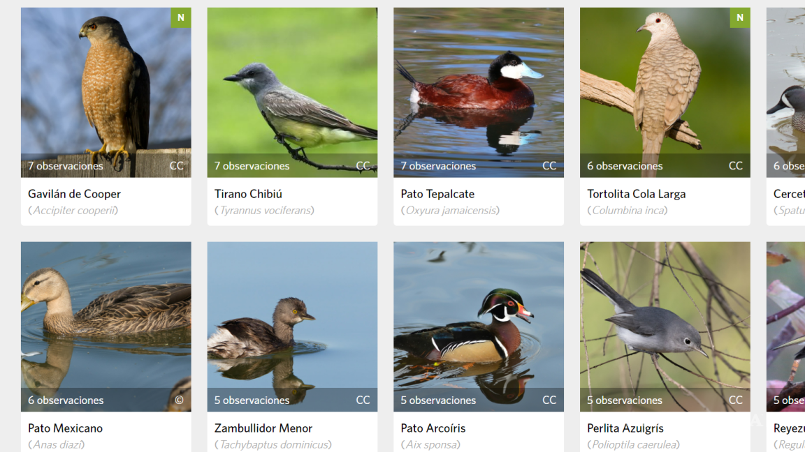 Embellece lago llegadade aves migratorias