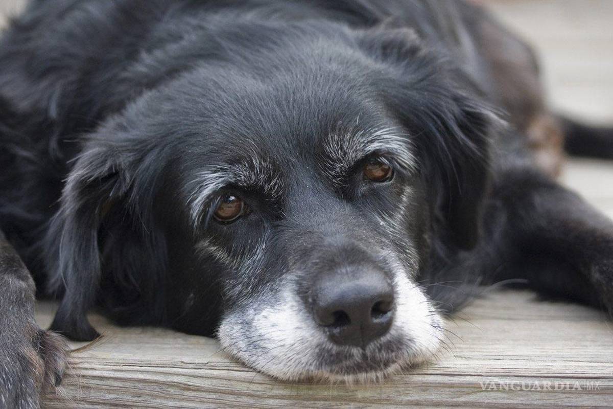 Saltillo: Cuando ellos envejecen: cuidar a nuestras mascotas senior es agradecer su amor incondicional