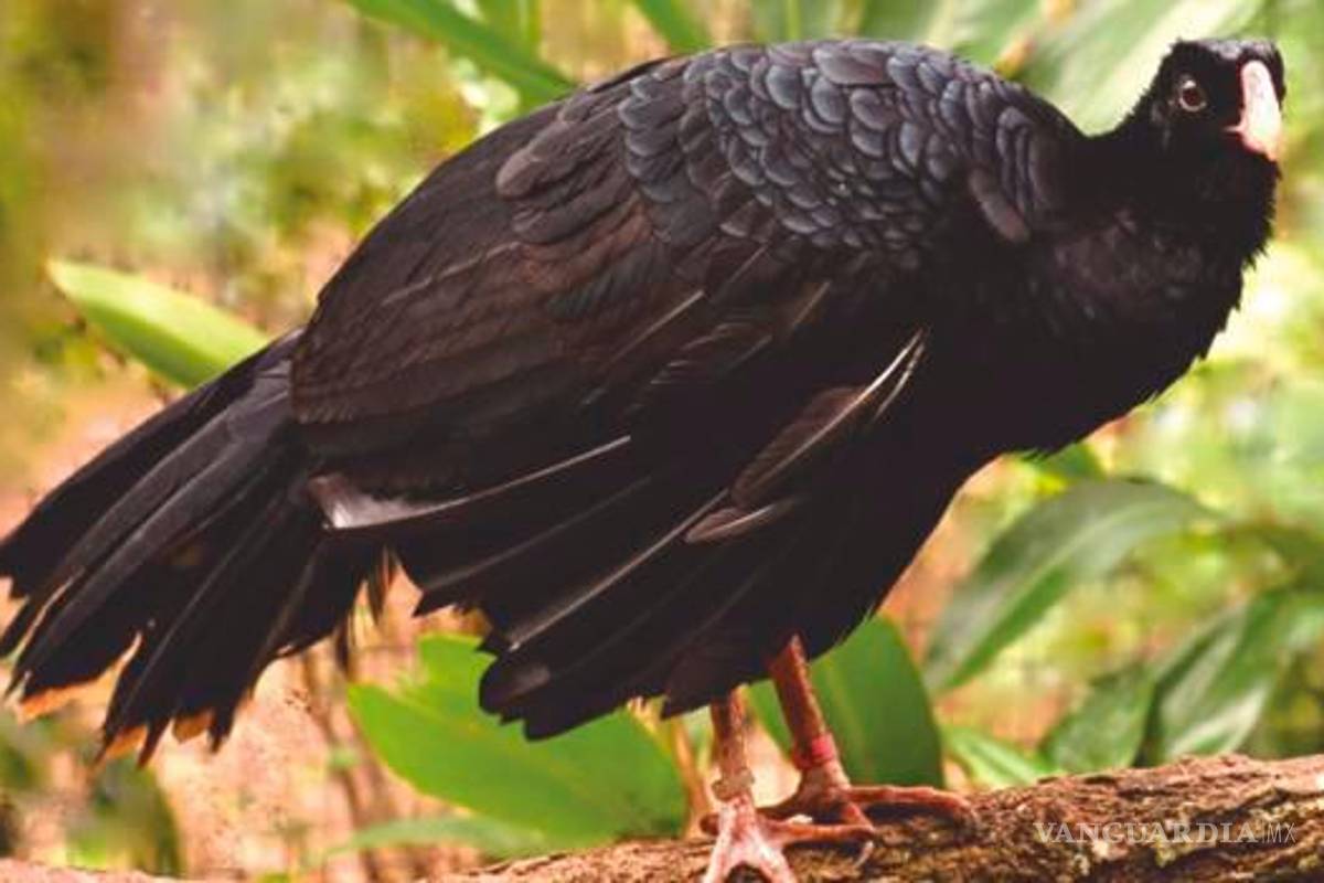 Ave negra de la historia trabajaba fuerte