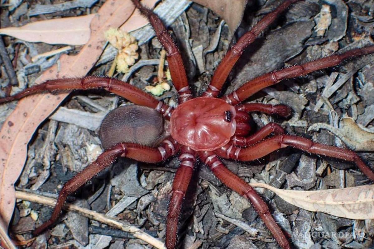 Peluda y roja, así es una nueva araña descubierta en Australia
