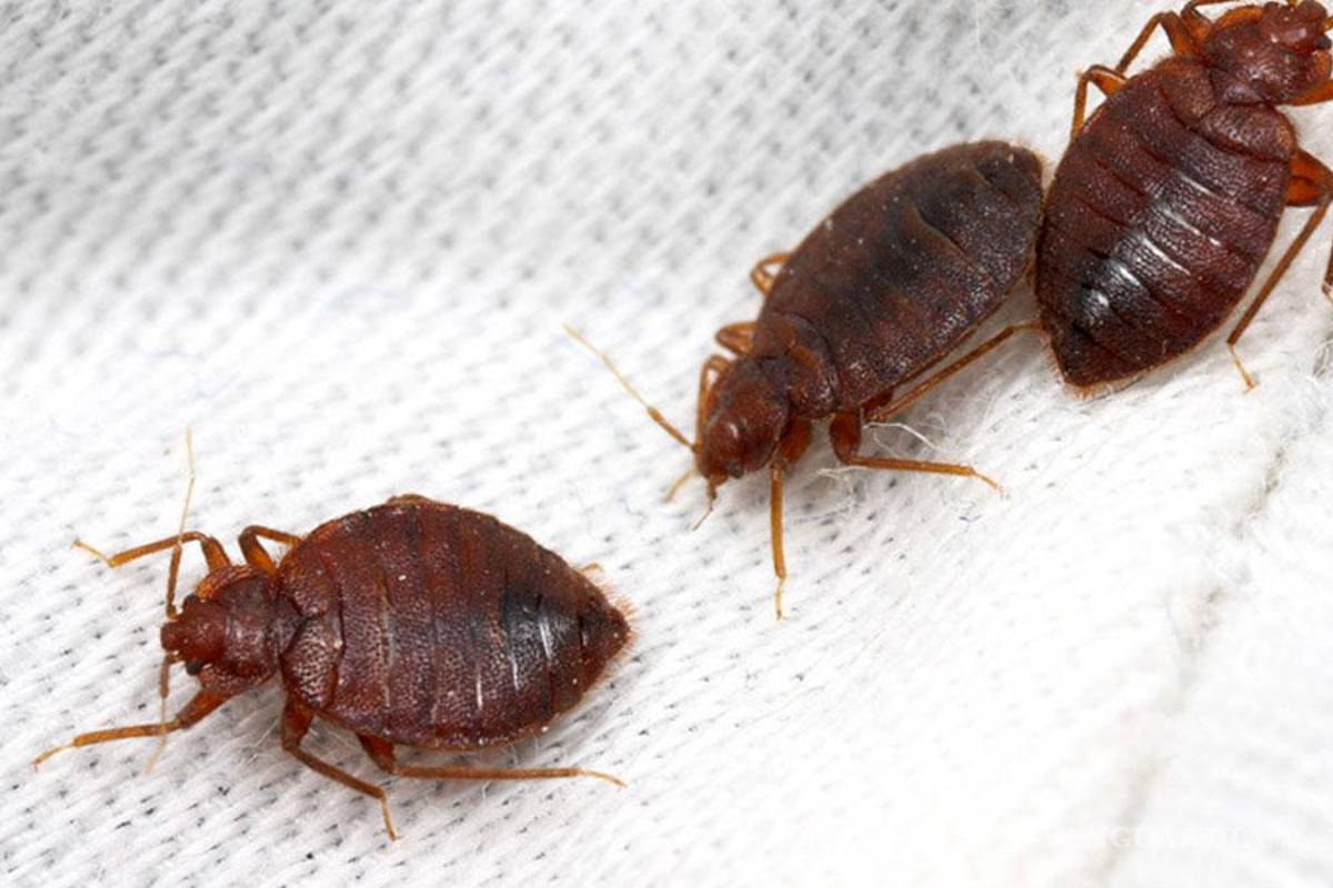 No es solo París, plaga de chinches llega al norte de España