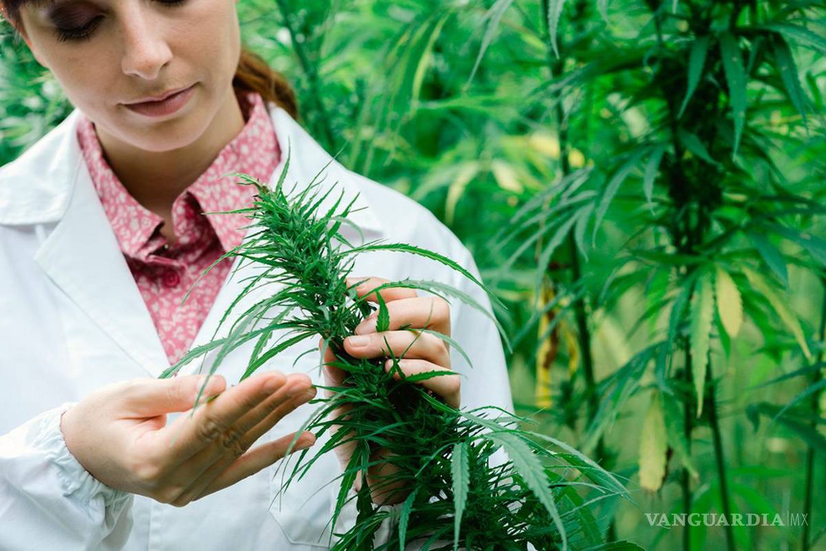 Invertirán 20 mdd en planta de cannabis en Nuevo León