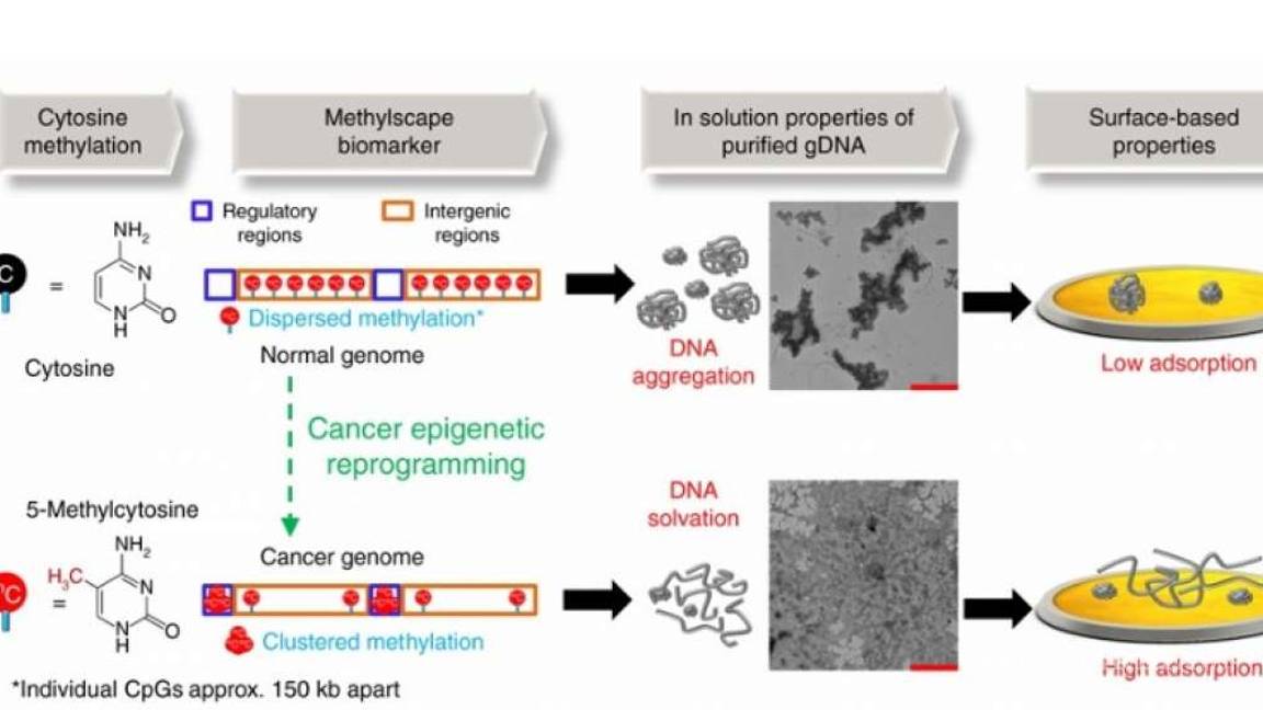 $!Desarrollan prueba para detecta el cáncer... ¡en 10 minutos!