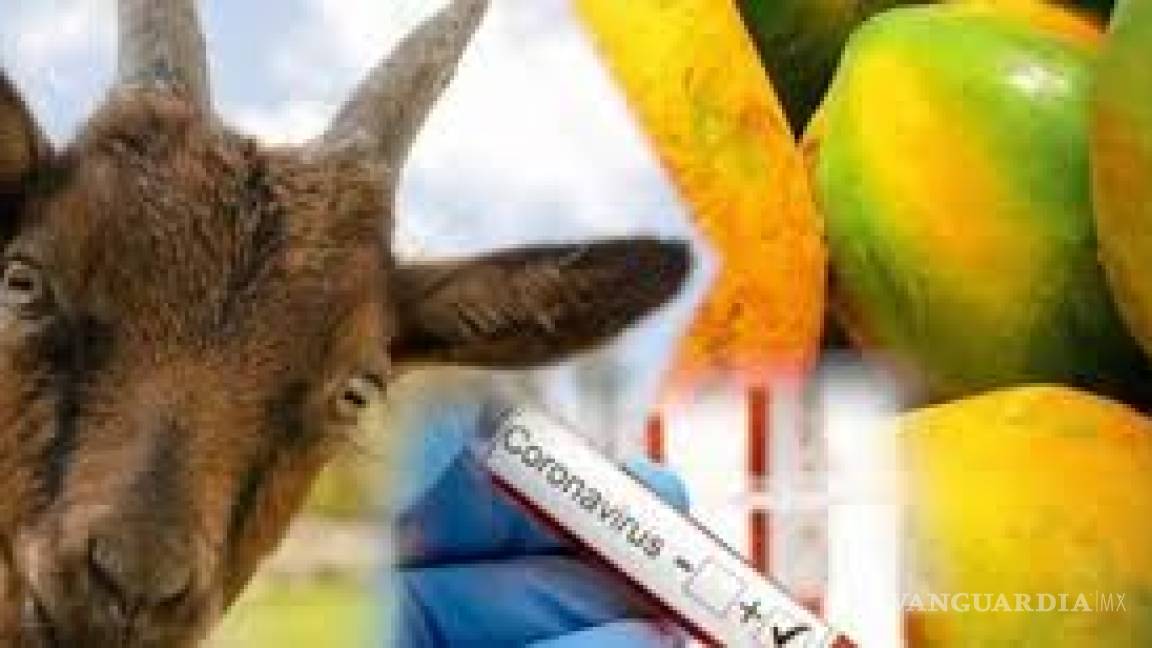 Revelan que en Tanzania una cabra y una papaya dan positivo de coronavirus