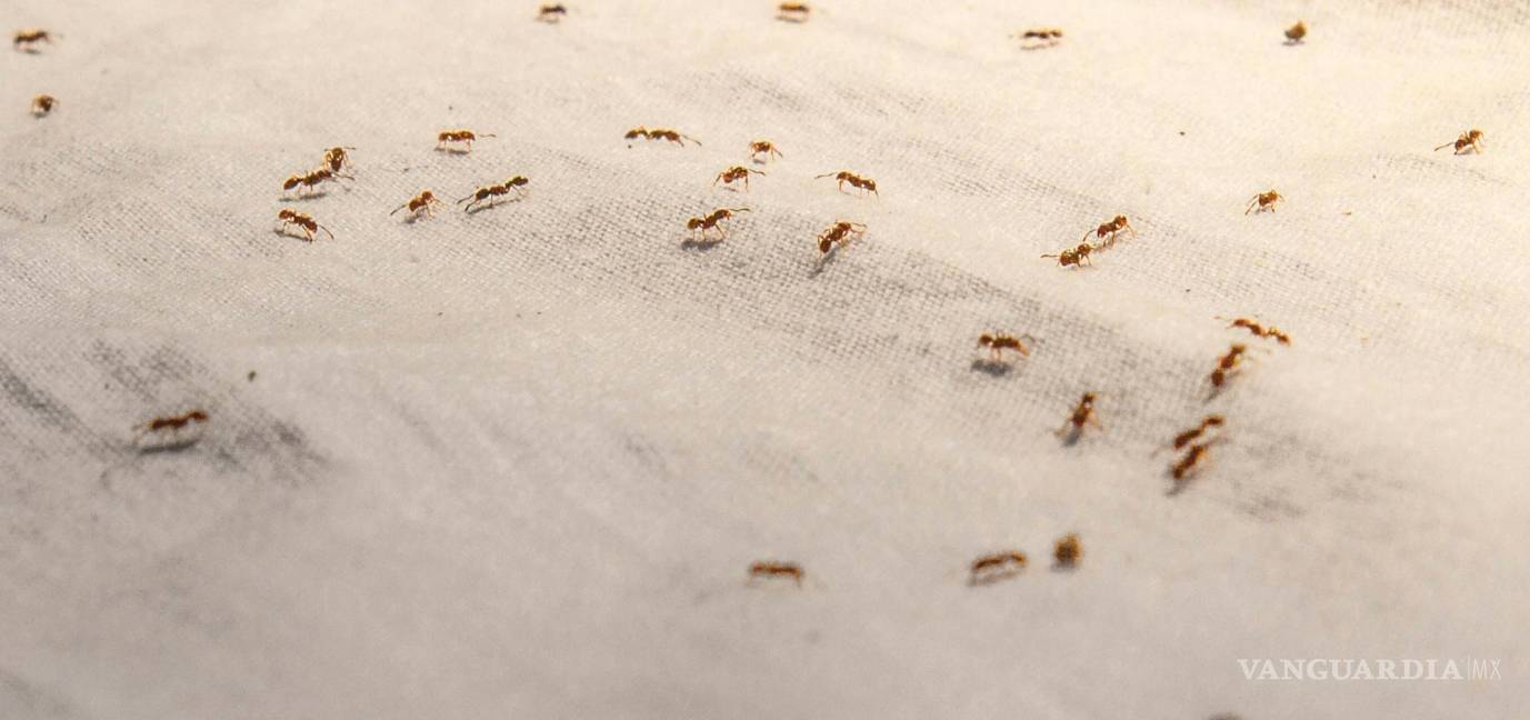 $!Las plagas de hormigas pueden convertirse en una molestia persistente en cualquier hogar.