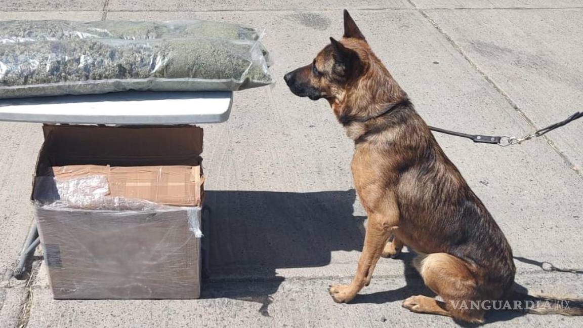 Lidera Coahuila en decomisos de droga enviada por paquetería