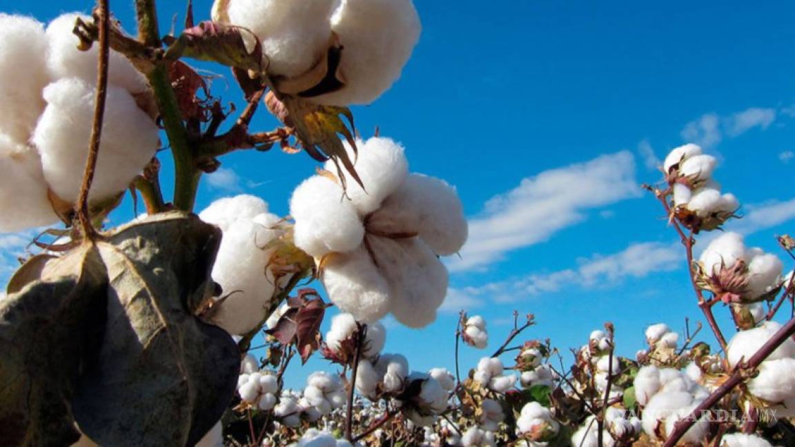 Transgénica, la mayor parte de la producción de algodón de Coahuila