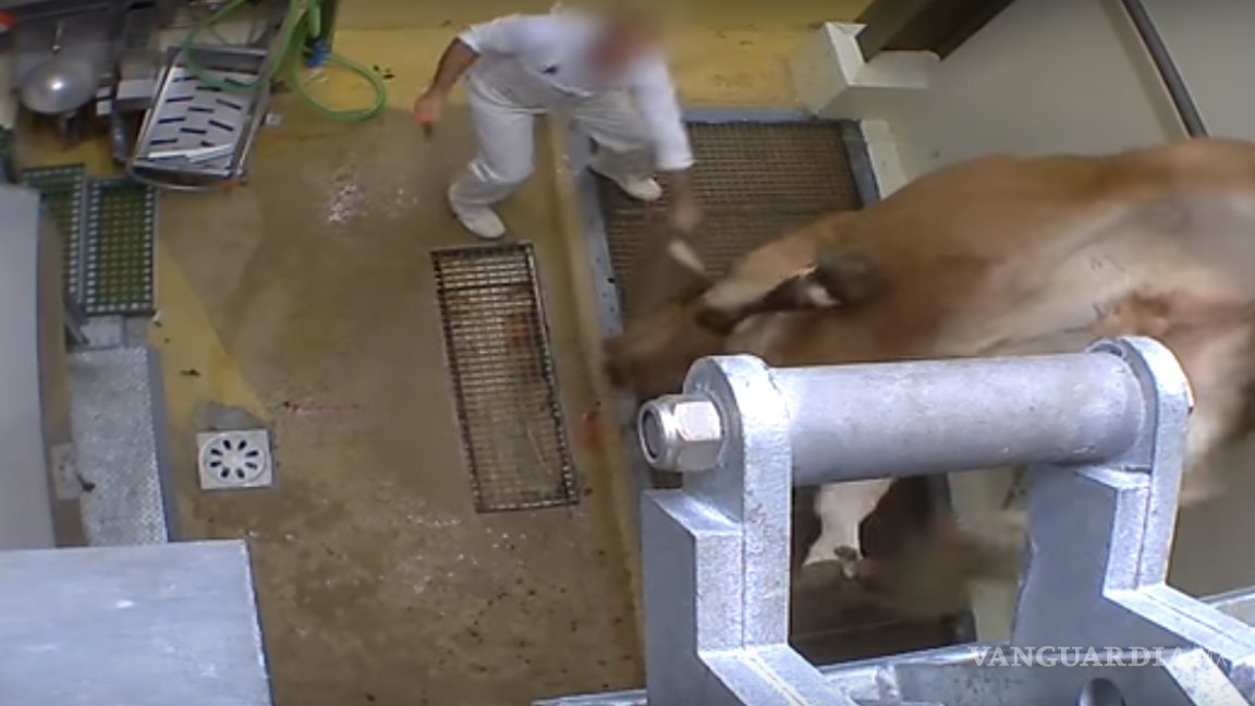 Exhibe maltrato animal en granja de Francia