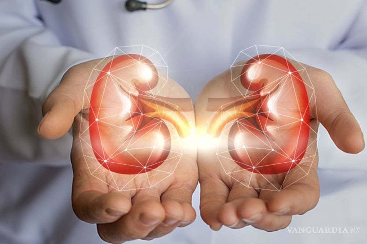 ¿Conoces la importancia de tus riñones?