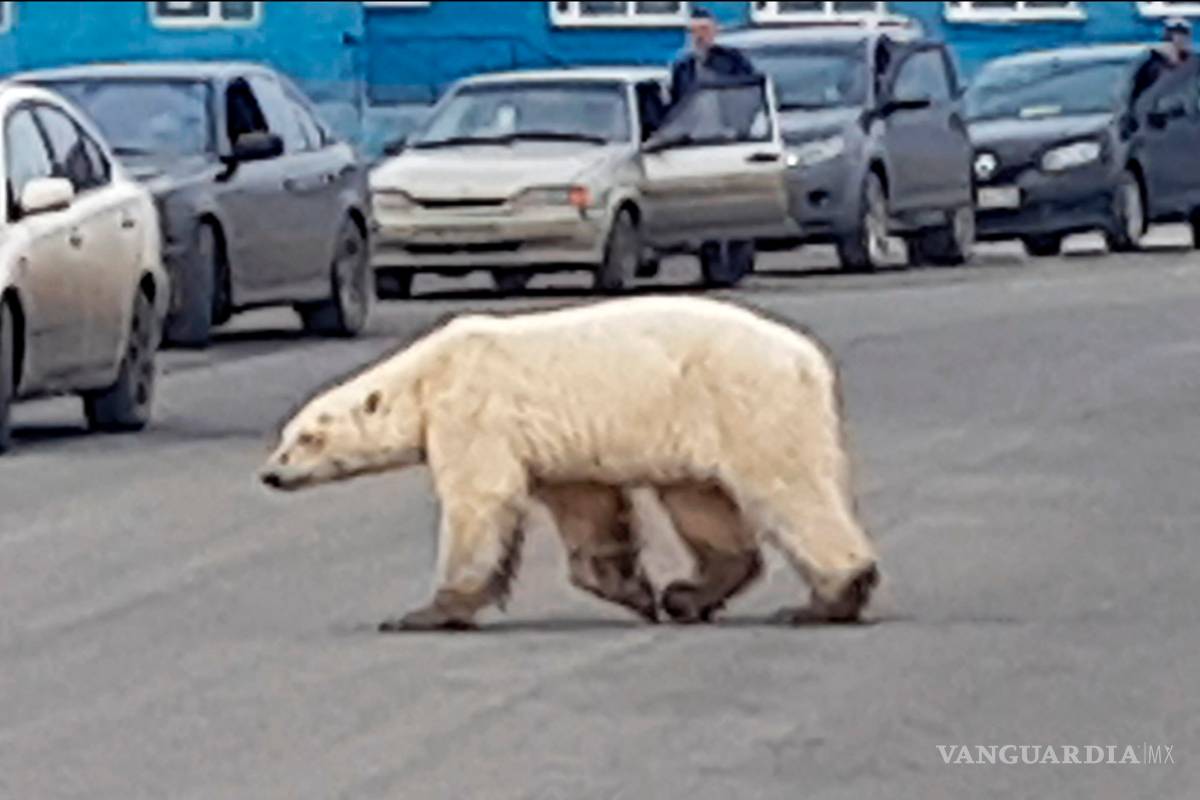 Oso polar turistea en ciudad rusa