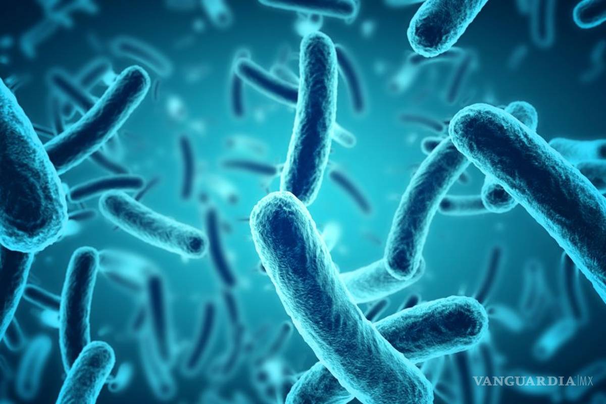 Alertan por brote de infectados por bacteria que causa brucelosis en China