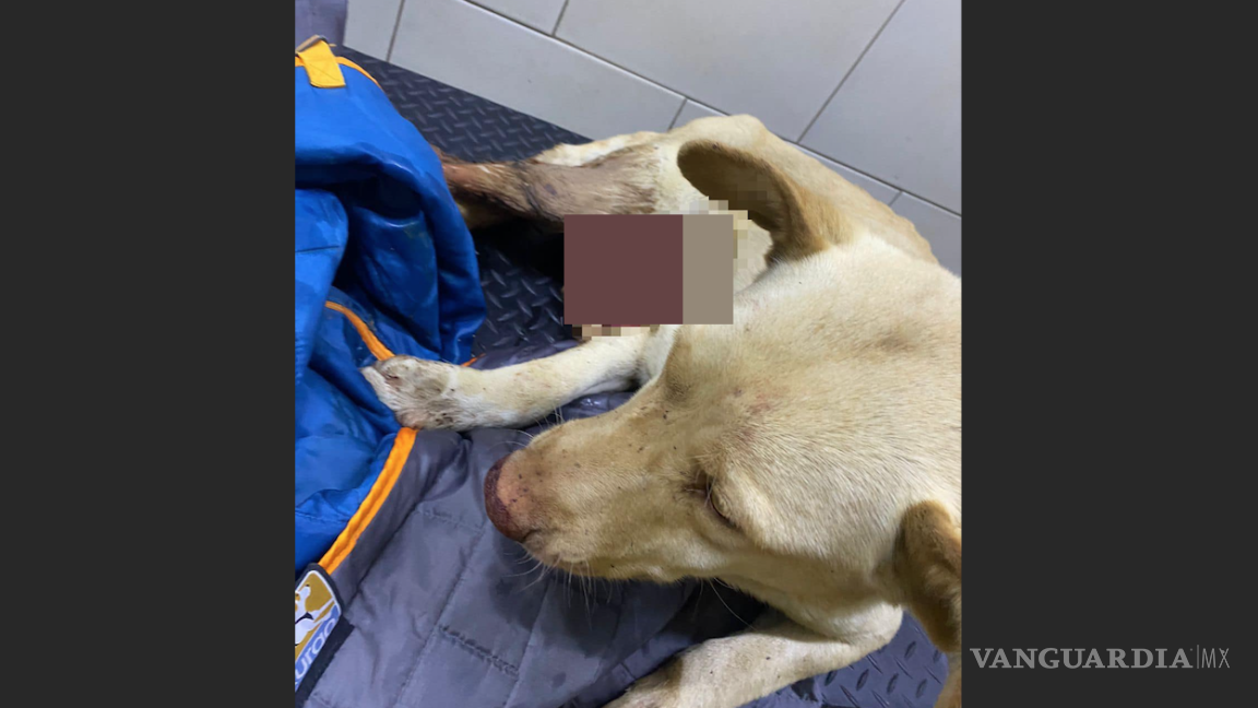 Fundación rescata a mascota tras esterilización mal ejecutada en Control Canino de Saltillo