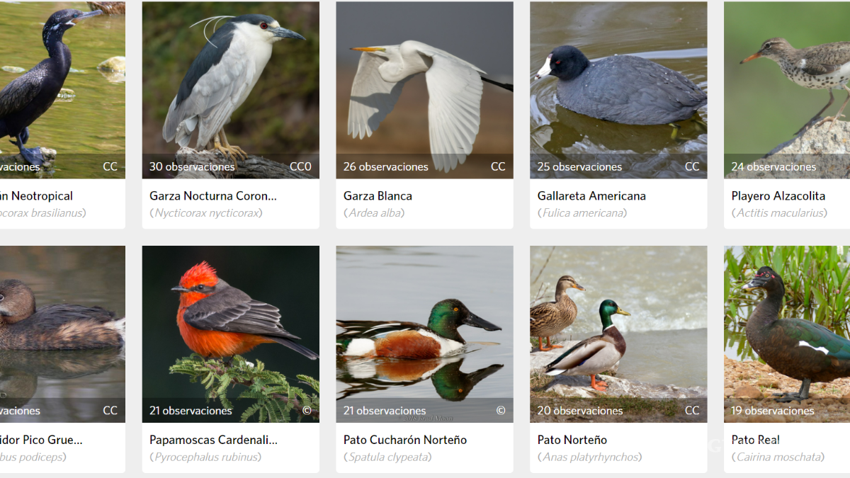 Saltillo: por sequía en NL, pelícanos, gansos y patos silvestres viajan a lago de la Ciudad Deportiva
