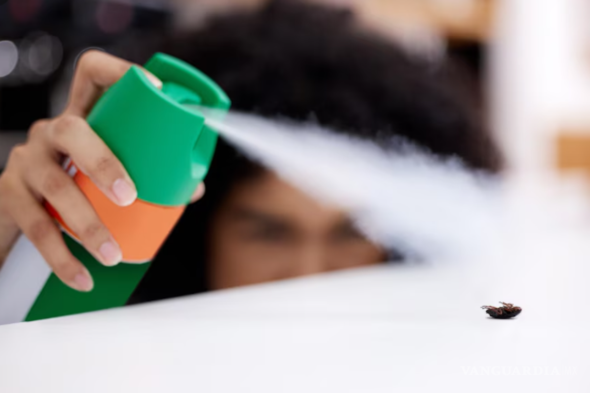 ¡Cuidado! Estas son las plagas más comunes en temporada de lluvias, ¿cómo prevenirlas?