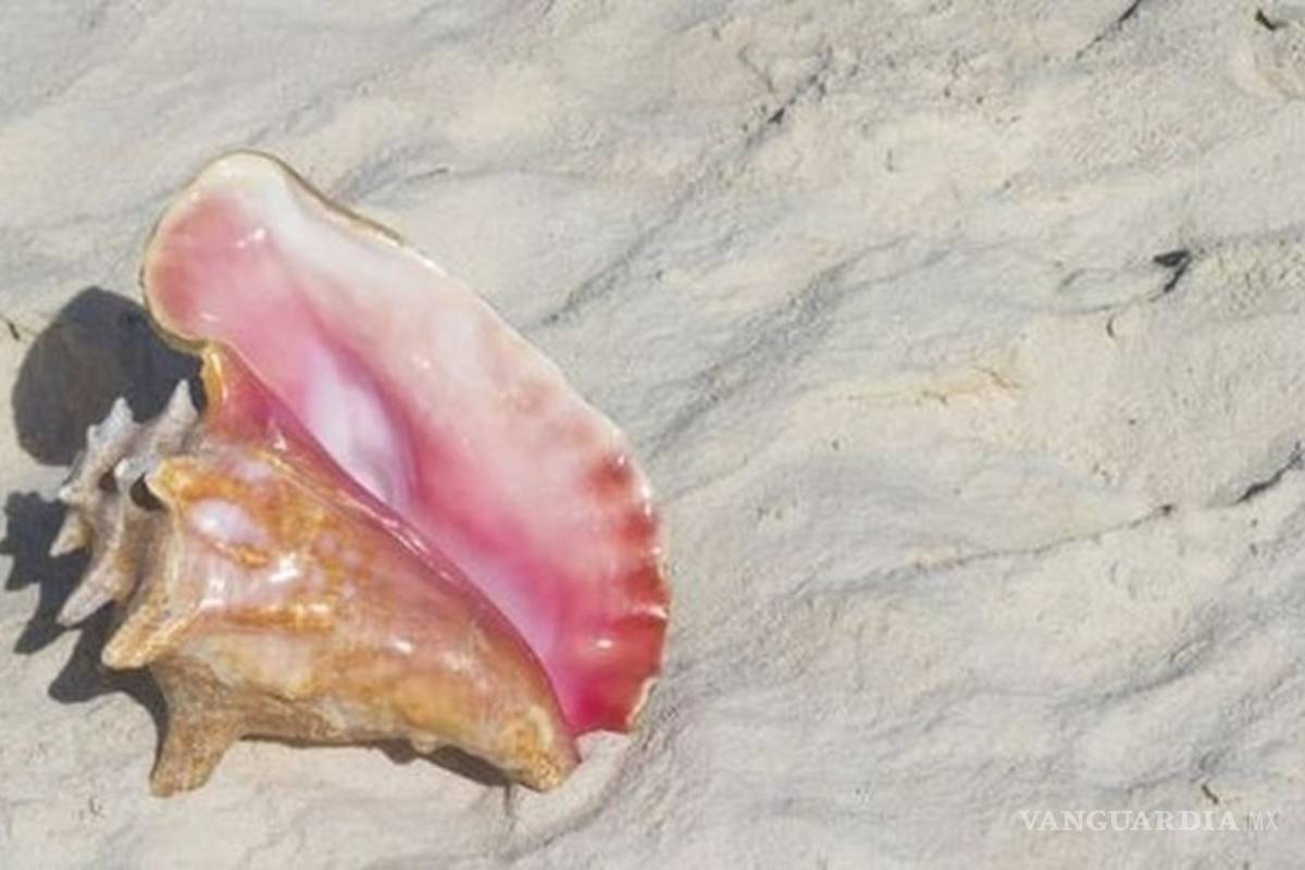 Legisladores piden se garantice seguridad del caracol rosado en Quintana Roo