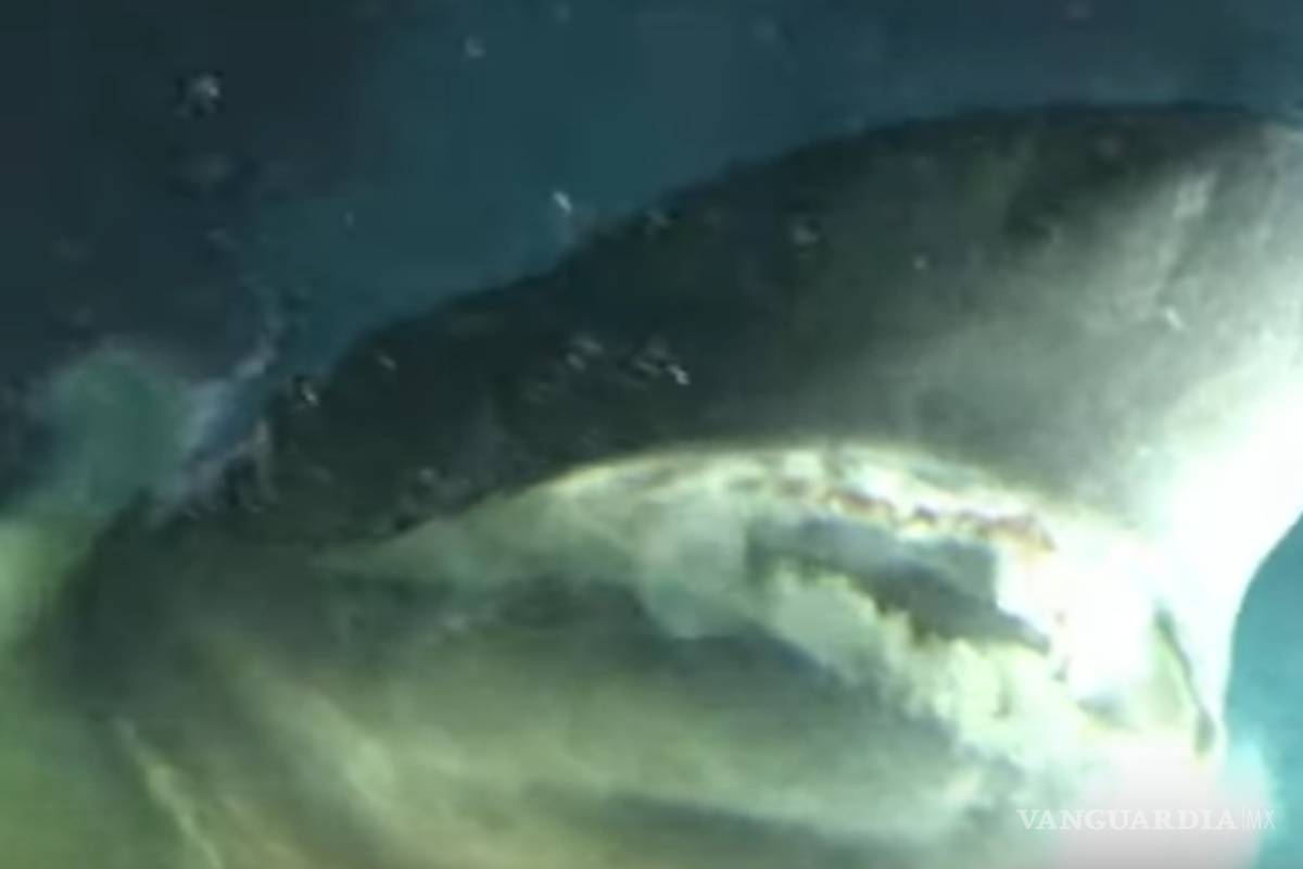 Captan en Golfo de México tiburón gigante más antiguo que los dinosaurios