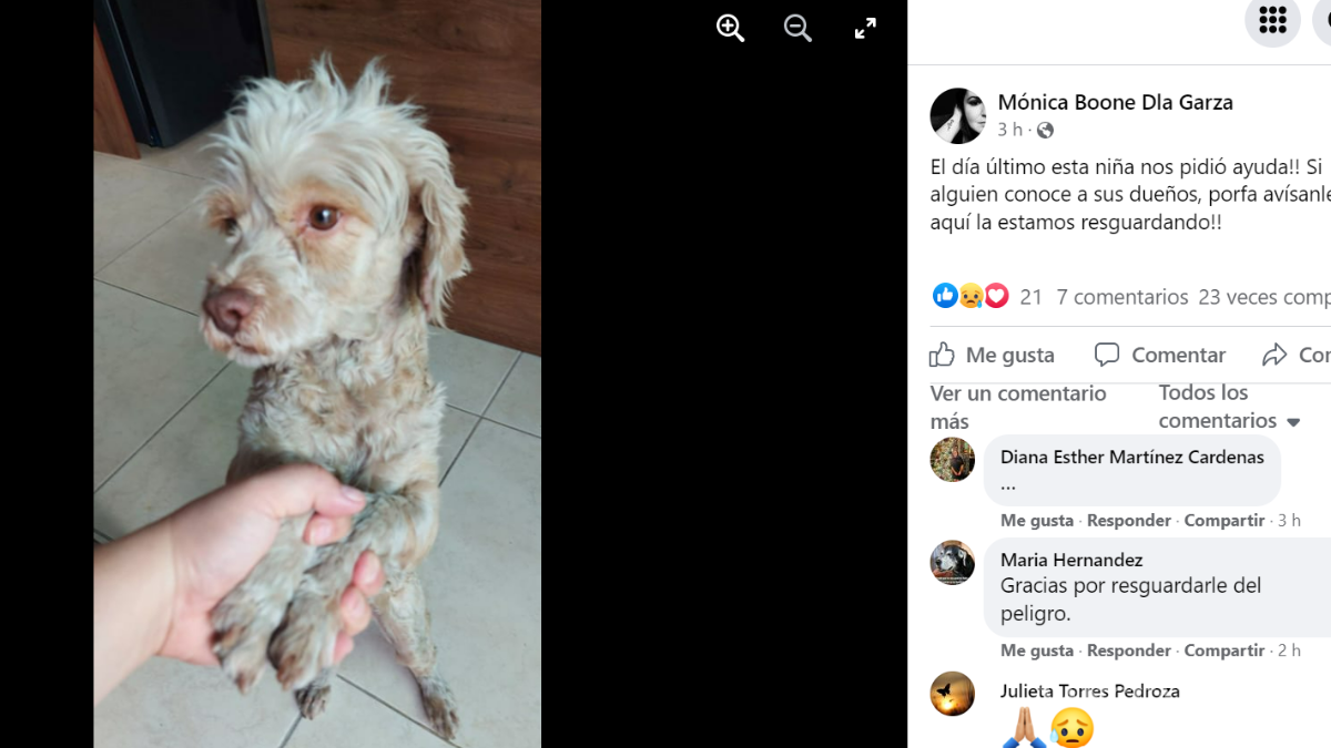 Saltillo: 19 mascotas siguen perdidas tras salir de sus casas por pirotecnia en fiestas decembrinas