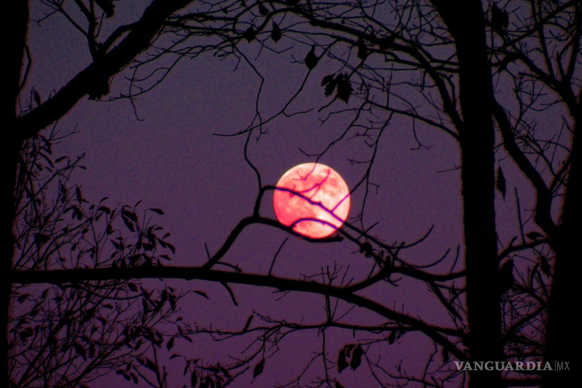 Luna llena rosa: Cuándo es y el origen de su nombre