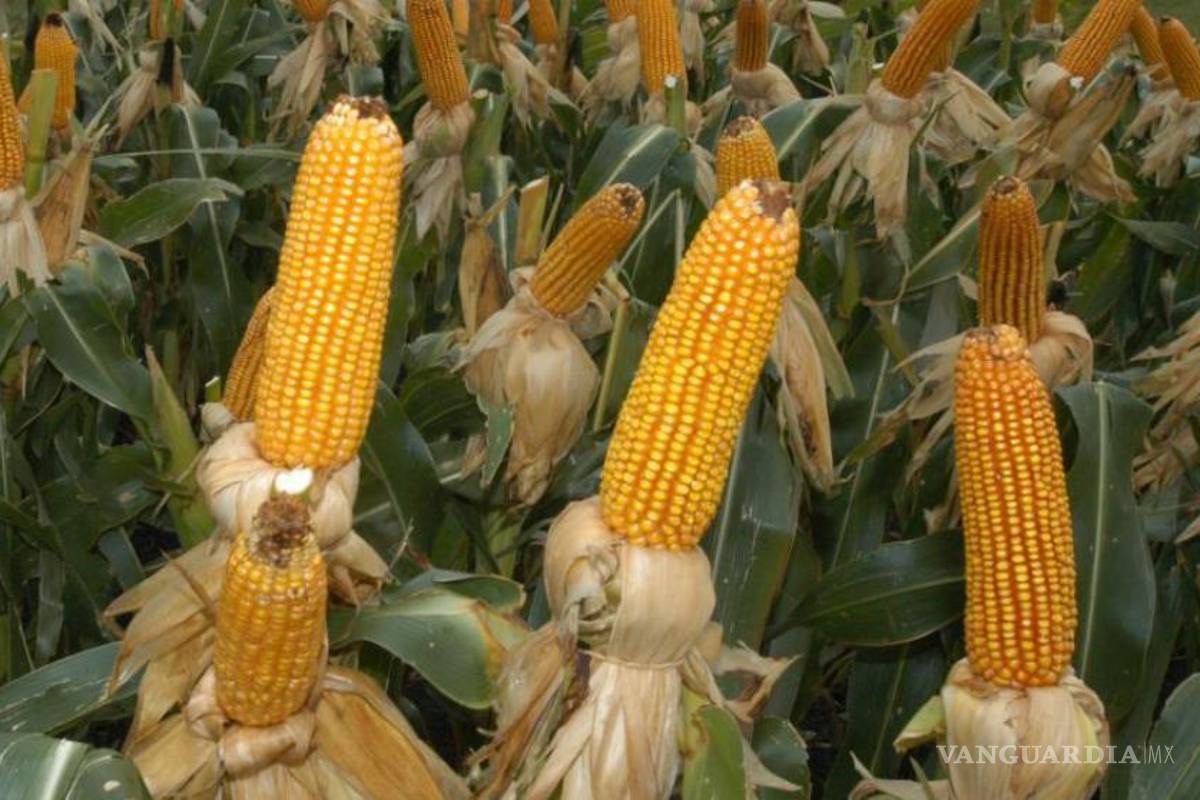 Importar maíz costaría 26% más, por prohibición de transgénicos
