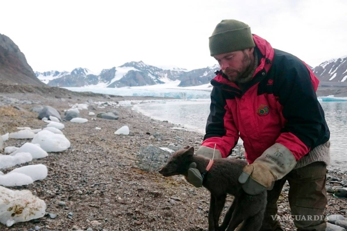 Zorra ártica hace un ¡épico! viaje, recorre 4,415 kilómetros de distancia en cuatro meses de Noruega a Canadá