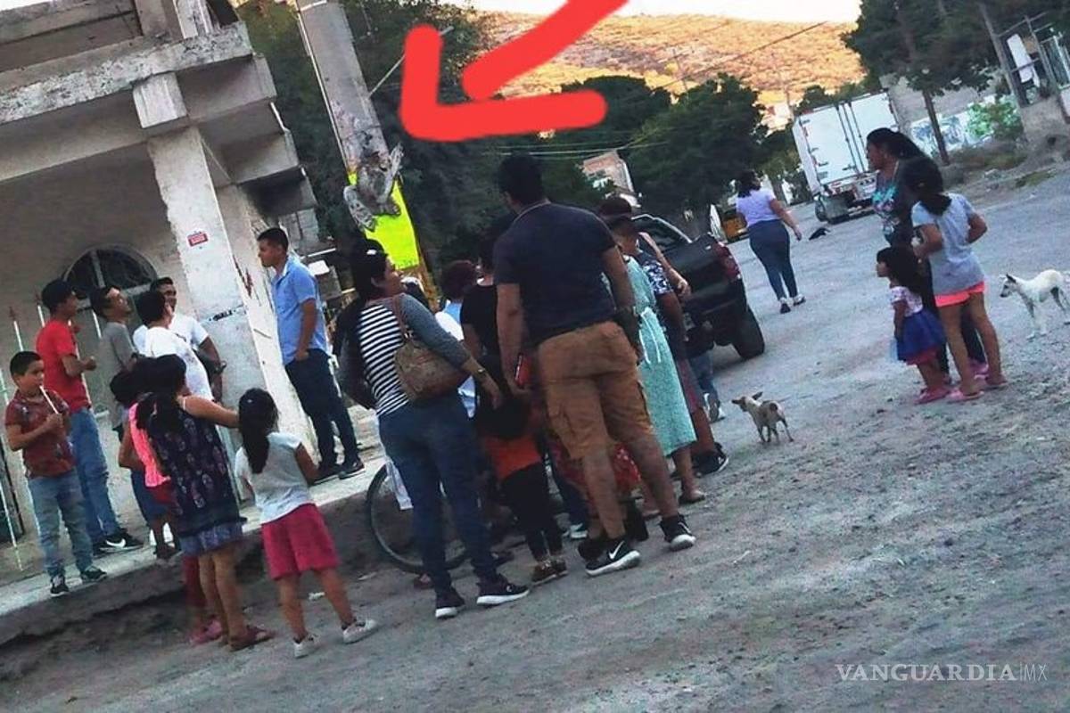 La letalidad de una superstición: lapidan a lechuza en Torreón; la creían una bruja