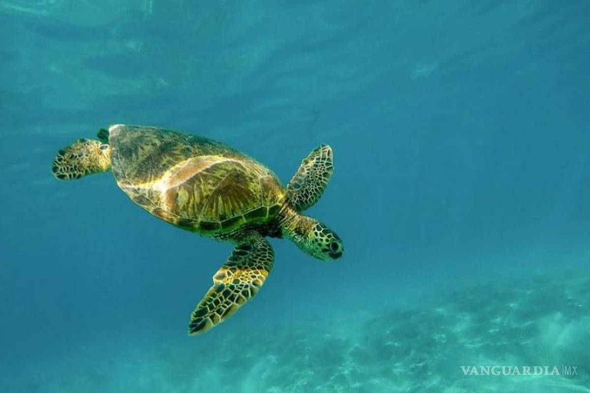 ‘Criaturas marinas son doblemente afectadas por el cambio climático’