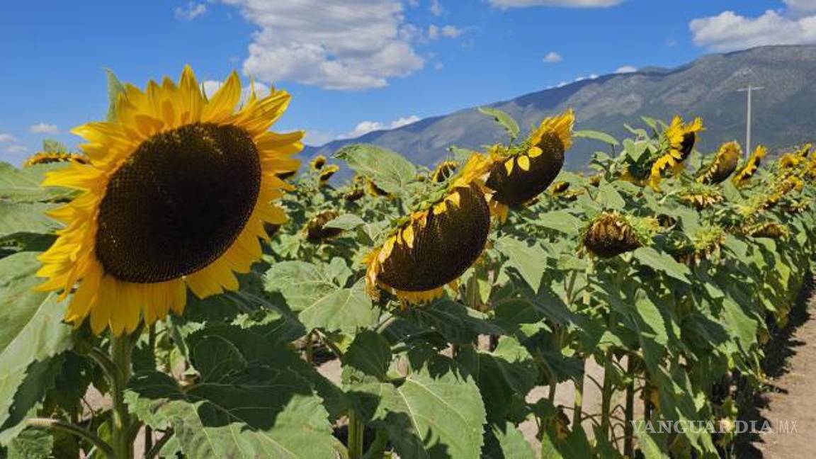 $!Los campos de girasoles se combinan con la siembra de calabazas para ofrecer una experiencia única a las familias que visitan el proyecto.