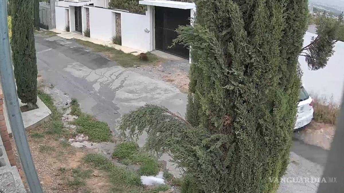 Difunden atropellamiento intencional de perrita en Lomas de Lourdes, Saltillo