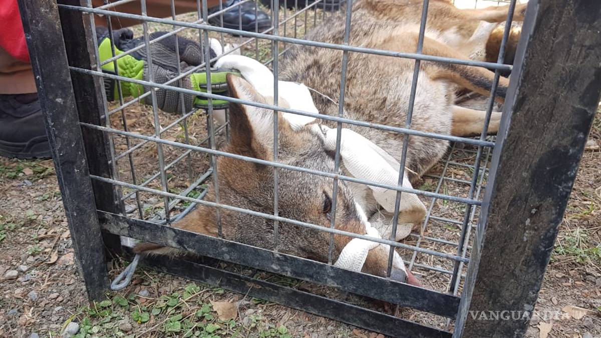 Reportan avistamiento de coyote en clínica del IMSS en Monterrey