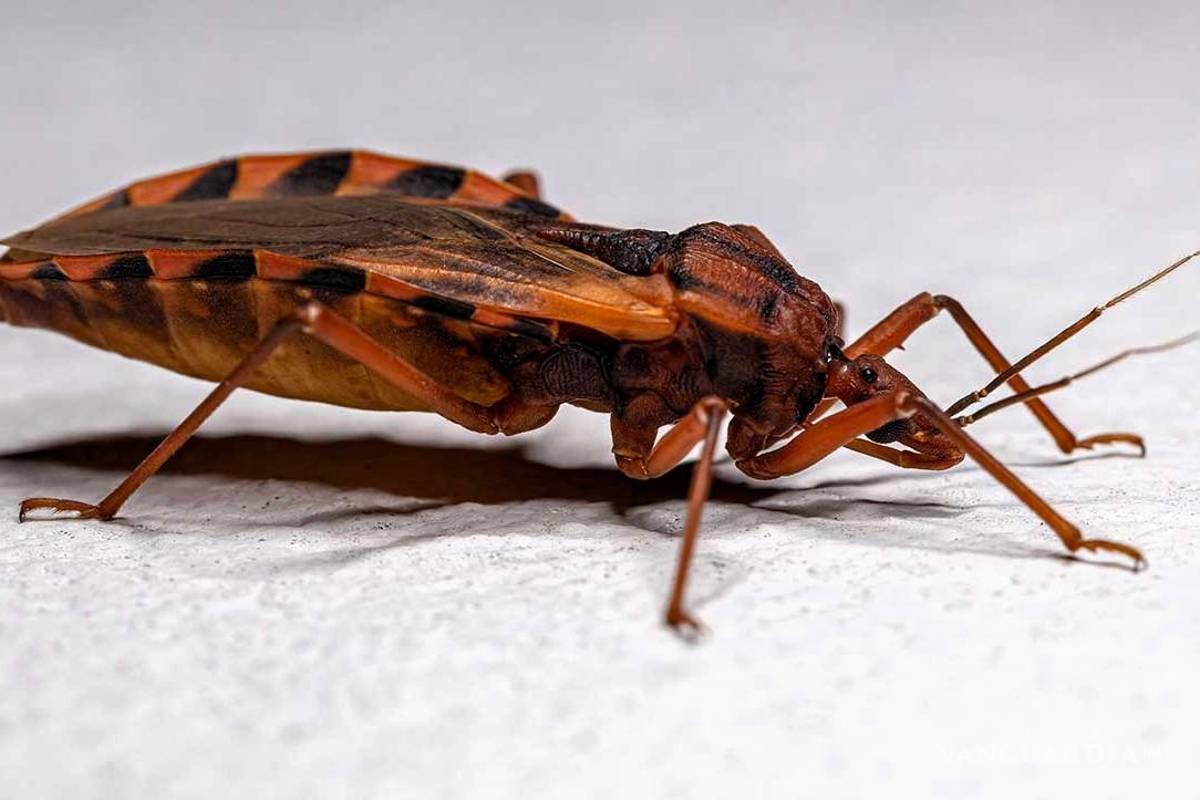 Enfermedad de Chagas: una amenaza invisible y un gran reto para México
