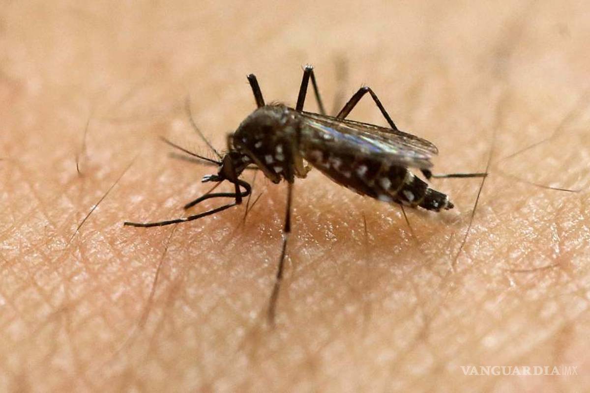Florida confirma primer caso de transmisión local de Zika en 2017