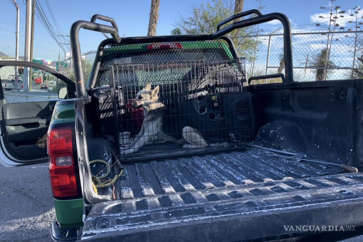 Rescatan oficiales de Saltillo a ‘lomito‘ en riesgo; buscan a su dueño o una nueva familia