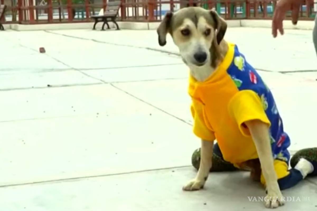 Delincuentes caen muy bajo; golpean y roban silla de ruedas a perrito inválido