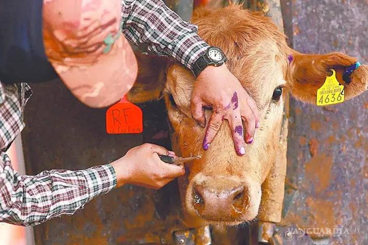 Otra vez refuerza Agricultura las medidas para evitar que avance al norte del país el gusano barrenador del ganado