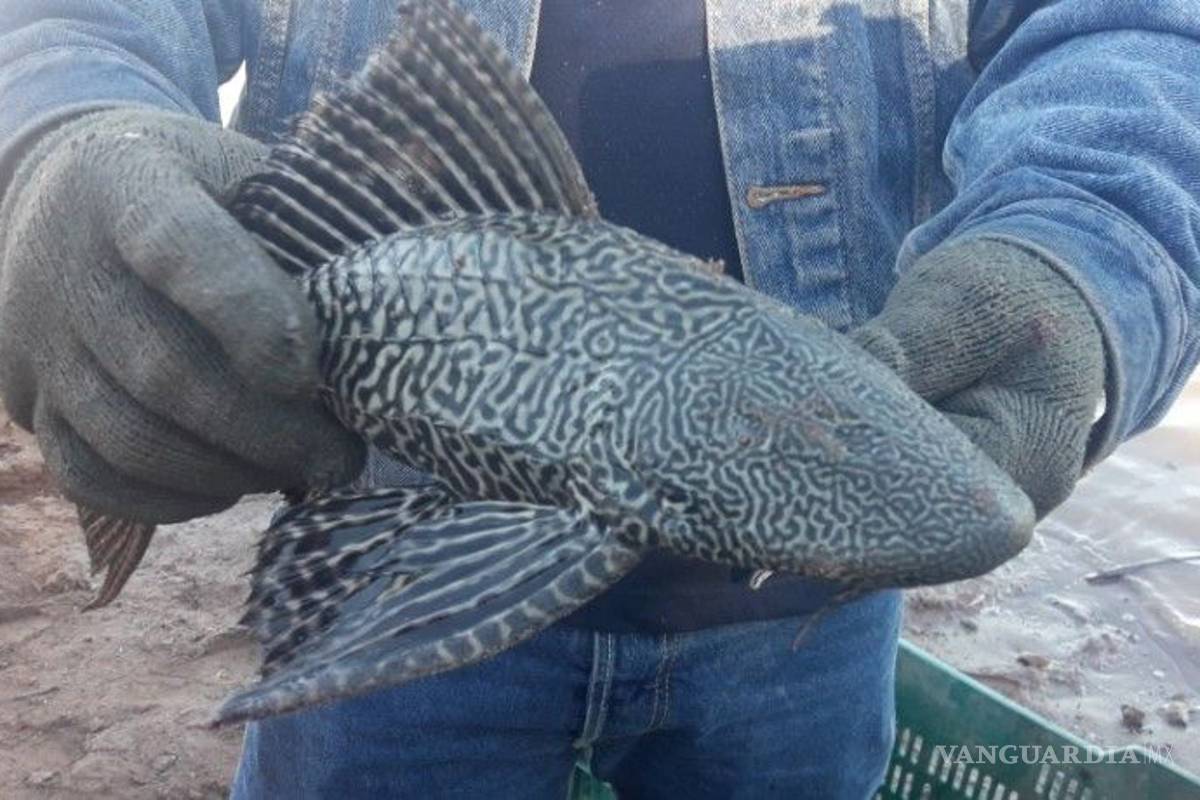 Pez diablo, una amenaza para pesca comercial y deportiva