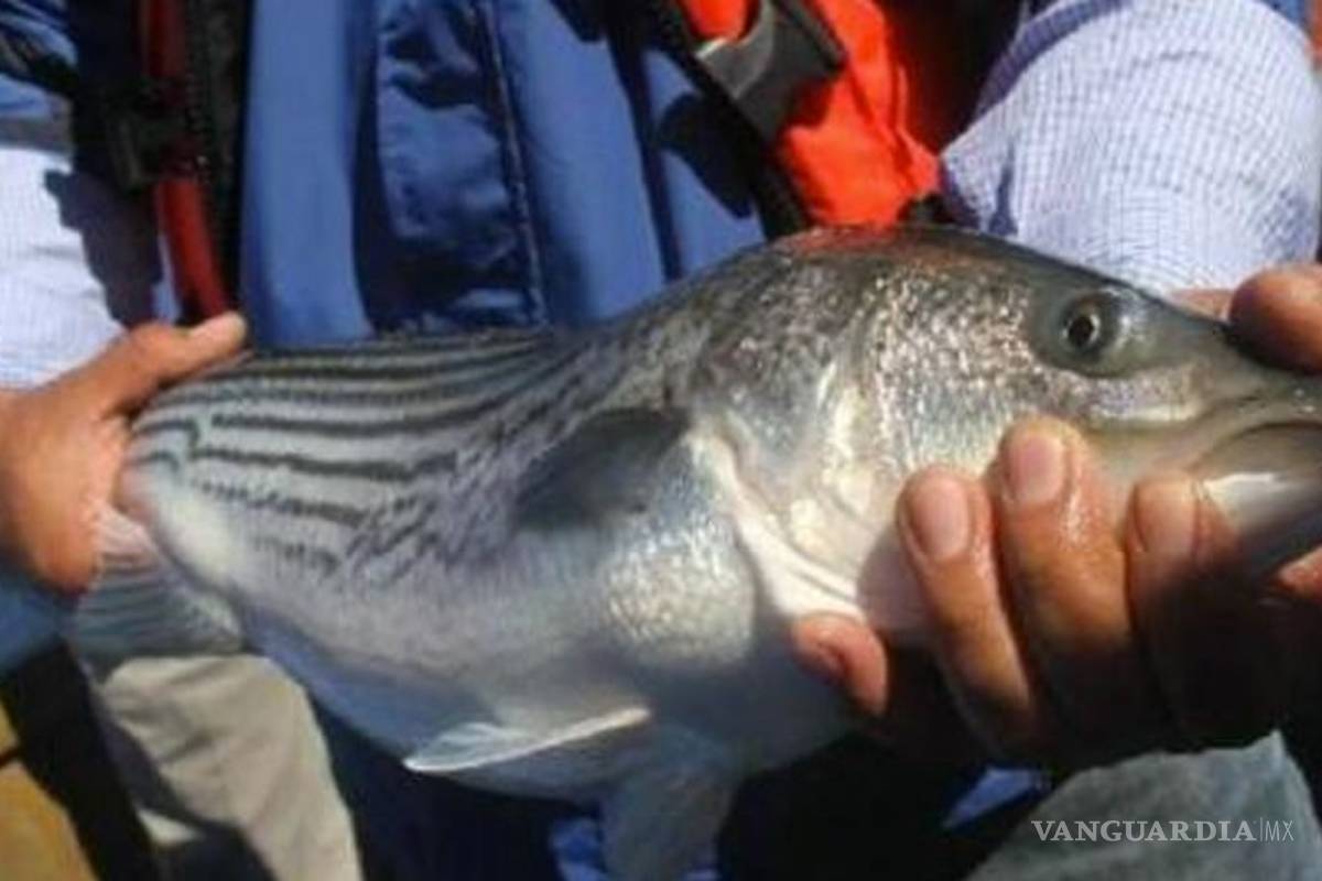 Locura entre cárteles por el control de la 'cocaína del mar'